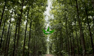 Asal Usul Adanya Hutan Jati di Indonesia