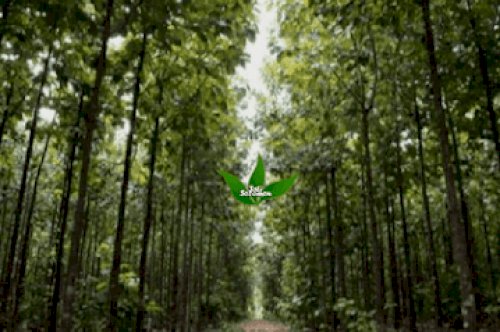 Asal Usul Adanya Hutan Jati di Indonesia